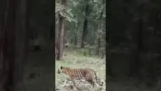 Dec 16th mrng tiger sighting at kabini,subscribe to our channel for more updates😍 #kabini #wildlife