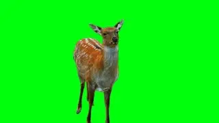Beautiful Deer Animal Green Screen Background video HD