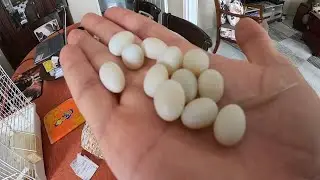 2 Dişi hintbülbülü bir kafeste olurda erkek olmazsa ???