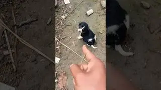 NIKI TO NAJLEPSZE GWIAZDORSKIE CHIHUAHUA NA ŚWIECIE P-69🐶🐶🐶#szorty #śmieszne #psy