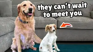 Golden Retriever Helps this Abandoned Puppy Find New Home
