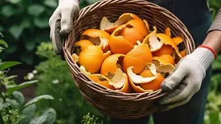 Discover the AMAZING Benefits of Using Orange Peels as Natural Fertilizer!
