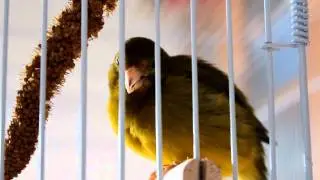 Variegated canary