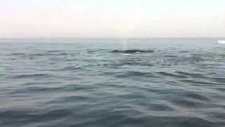 Gloucester Basin Whale Watch Tour