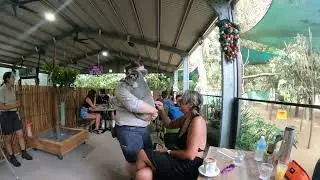 Currumbin Wildlife Sanctuary - Breakfast With Koalas - 12.13.2023