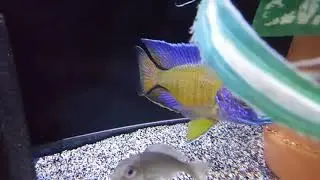 Aulonocara stuartgranti (Undu Reef)   Blue Neon