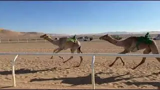 الشوط الأول | بكار جذاع رئيسي | شواهين | نايف بن عوده الحويطي | 8:02
