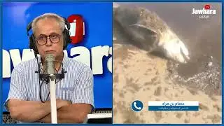بحر بنّي اللّون ودلفين نافق: ماذا يحدث في شاطئ حمّام الأنف؟