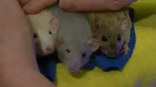 rat avalanche P1020961