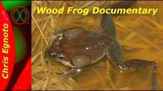 Wood frogs (Lithobates sylvaticus). My Documentary about their breeding and development.