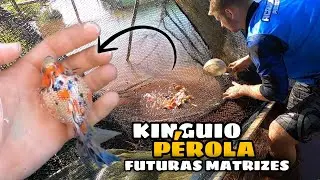Os P&Eacute;ROLAS est&atilde;o enormes !! Muito kinguio mtz