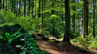 🌳 4K - Relaxing Nature Sounds For Stress Relief, Forest Sounds, Bird Song, No AI