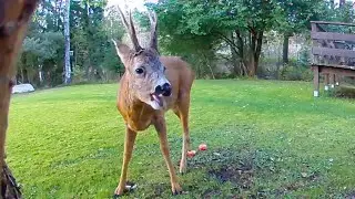 Roe Deer Buck Eating Apples in the Backyard 