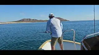 Rooster fish on the Fly!