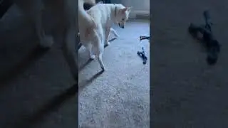 When you give your dog a tomato 🍅 #dog #germanshepherd #husky #lol #doglovers #shortvideo #shorts