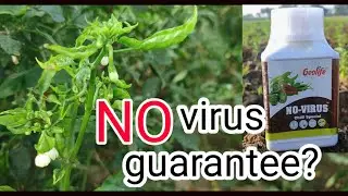 Chilli Special Viricide | வைரஸ் நோய் | இலை முறுவல் | Geolife No Virus