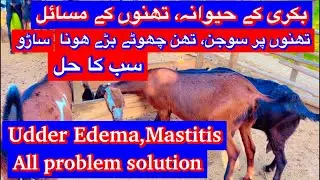 Goat udder Edema , mastitis , swelling all problem solution-Bakri k than ka masla, saro, sojan ilaj