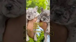 Unique Colour French Bulldog Pups Looking For New Home #frenchbulldog #frenchie #doglover #dogs #pet