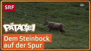 Ganz nah an einem Steinbock! | P&auml;tagei im Nationalpark | SRF Kids &ndash; Kindervideos