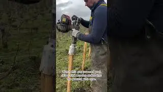 Непринужденная эффективность: мощные виноградные лозы 🍇🪵