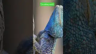 Musalmano smbal jawoo #shorts​ #viral​ #islamic​ #short​ #trending​ #funny​ #islam​ #trend​ #vfx​
