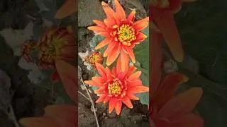 different colour chrysanthemum flowers blooming #flowers #nature #youtubeshorts #trendingshorts