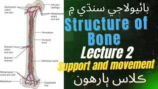 Inter Biology in Sindhi||Structure of Bone||Human skeleton||support and movement||#endoskeleton