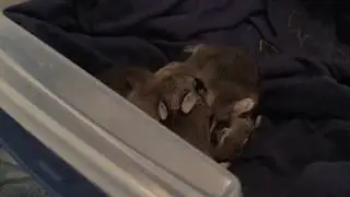 OMG!! TINY Cottontail bunnies!! #TEXASWILD