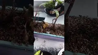 Silver Squill forest#bonsai#squill