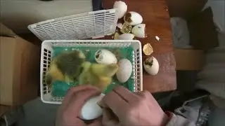 Çıkamayan Kaz Civcivlerine Nasıl ve Ne Zaman Müdahale Edilmeli? Kuluçkadan Kaz Civcivi Çıkarma