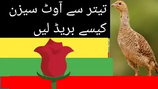 teetar se out sezan breed