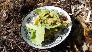 ZERO WASTE GARDENING - HOW TO