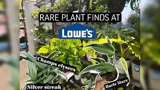 Costa Farms Plant Shopping at Lowe’s (Burle Marx, Hindu Rope, Java Scindapsus + More)