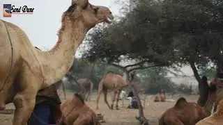 Camel market:- The mad camels are selleing  in high rate at the desert of Thar#animal lover