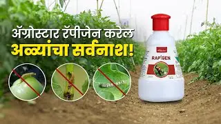 अ&zwj;ॅग्रोस्टार रॅपीजेन करेल अळ्यांचा सर्वनाश! #agrostar #Rapigen #insecticide