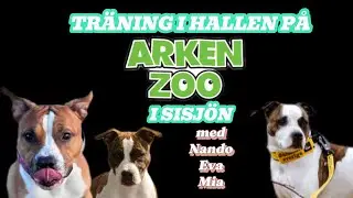 Träning i hallen på Arken Zoo i Sisjön
