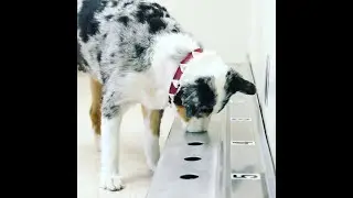 Operant Conditioning Explained