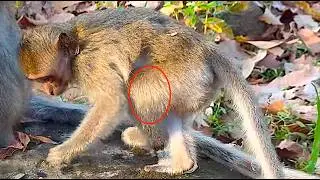 Two Cases happening | Monkey Rainbow kidnapping baby Lynx | Monkey Saxon losing her baby
