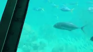 green island submarine tour by big cat cruises