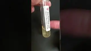 microbial pellet resuspended