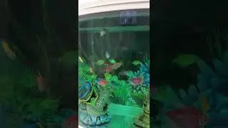 Colourful fishes ❤️ Tetras, Tiger barb, shark #aquaticworld #fish #exoticaquariumfish