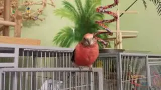 My Australian Grass Parakeets: Rosey Bourke's, Elegant and Scarlet Chested Parakeet