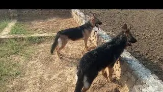 Difference between Single coat and Double coat German Shepherd.