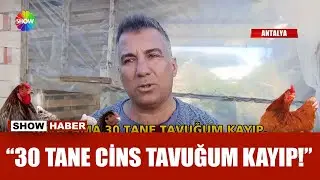 Başıboş köpek tavukları telef etti!