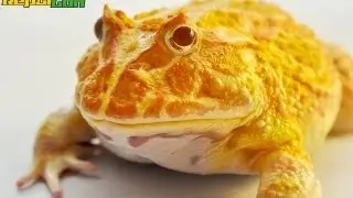 Difference Between Pacman Frogs & Fantasy Frogs
