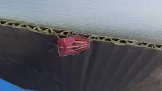 God's creation|| crawling creatures || beautiful insect || Red Big different ant