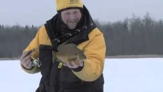 Fish Ed 039 Giant Winter Panfish