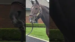 Godolphin at Jonabell Farm, home of the Darley stallions - Hard Spun 🤩