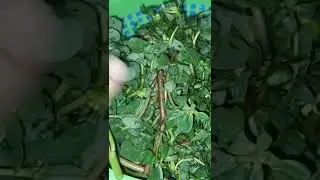 وصفه طريقه عمل الرجلة بالارز سهله وسريعه والطعم خطيره