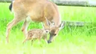 Flat Ear Julie's Twin Fawns, Rico and Sonja